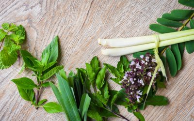 O que é e qual a evolução da Homeopatia em Portugal