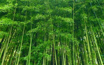 Como o bambu é usado na estética