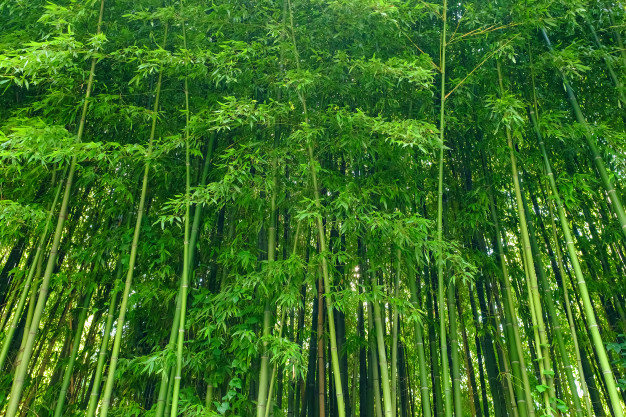 Como o bambu é usado na estética