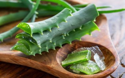 Os benefícios da Aloe Vera